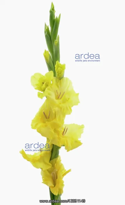 : Gladiolus, Gladiolus Lemon Drop : Gladiolus, Gladiolus Lemon Drop