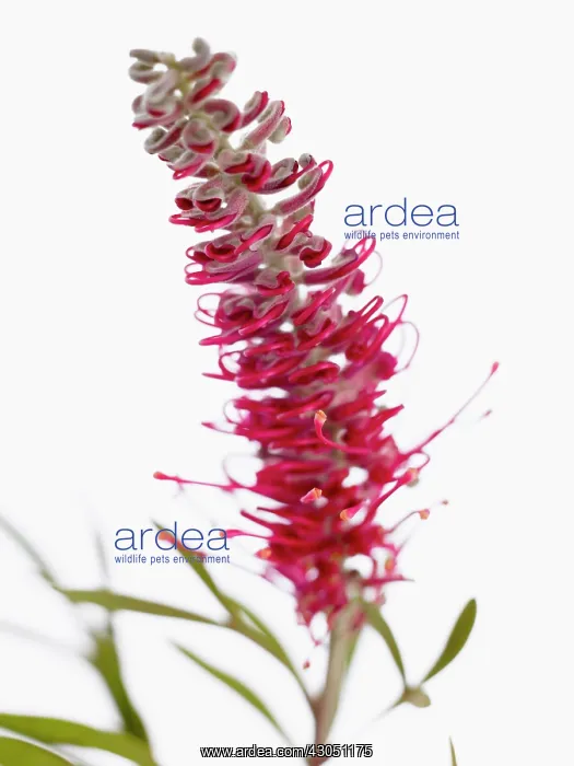 : Gladiolus, Grevillea Misty Red : Gladiolus, Grevillea Misty Red