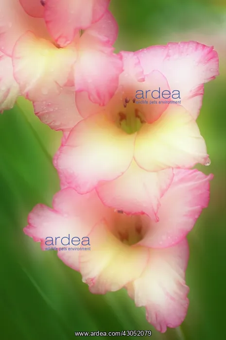 : Gladiolus : Gladiolus