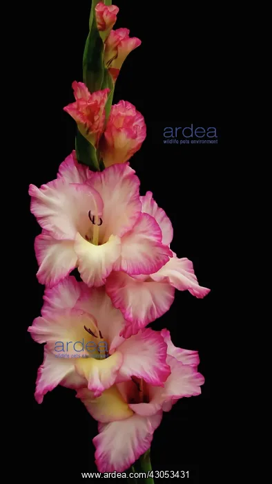 : Gladiolus, Gladiolus x hortulanus Priscilla : Gladiolus, Gladiolus x hortulanus Priscilla