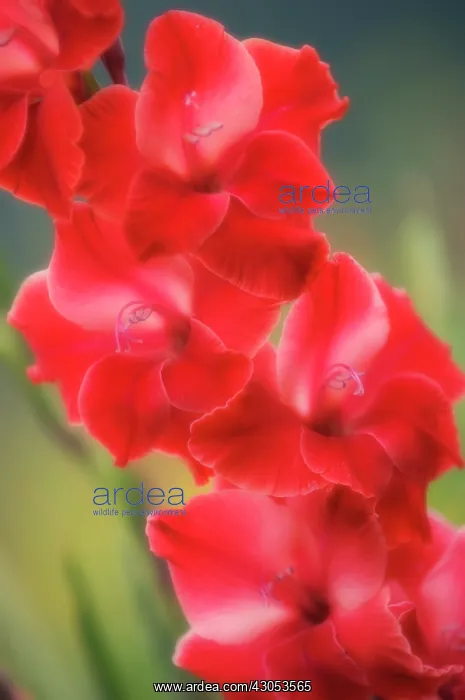 : Gladiolus : Gladiolus