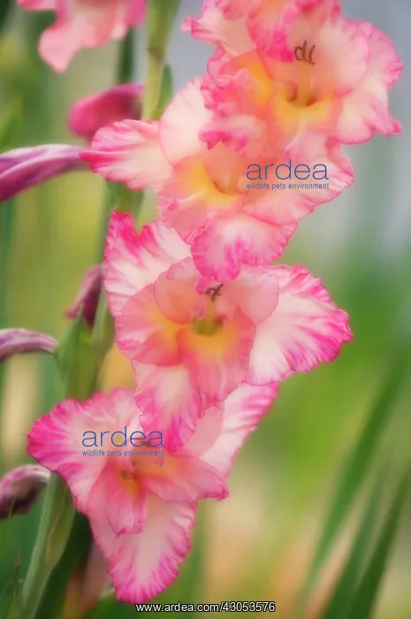 : Gladiolus : Gladiolus