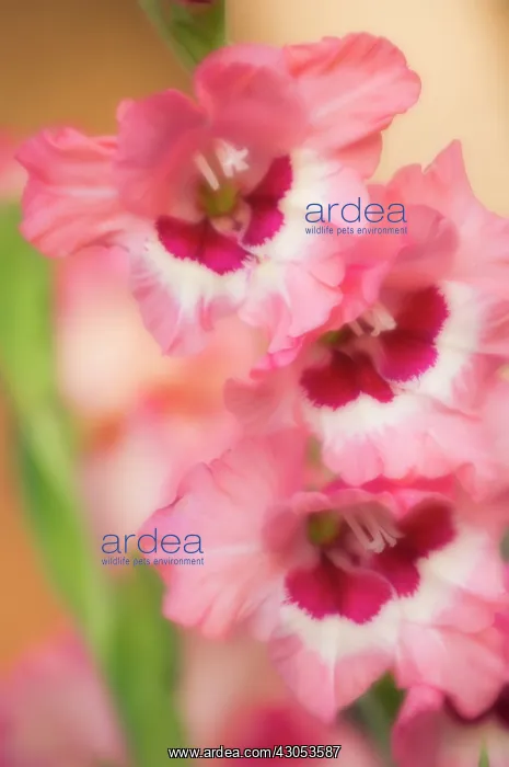 : Gladiolus : Gladiolus