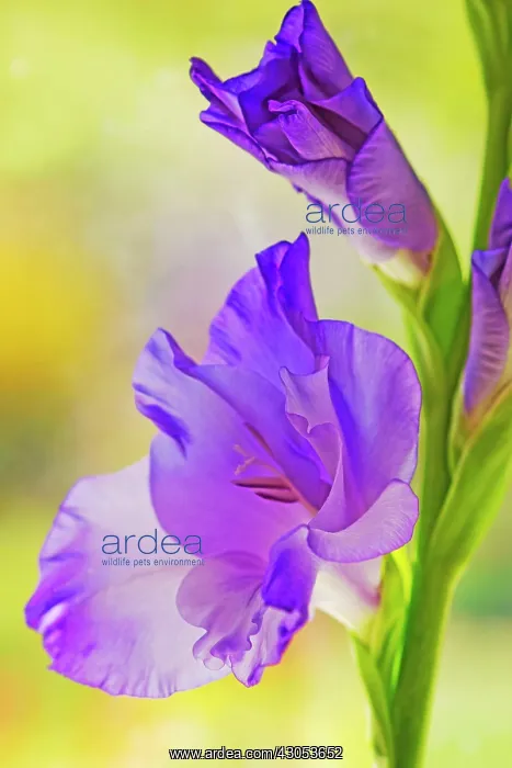 : Gladiolus. Funnel shaped flower of Gladiolus cultivar with others unfurling above : Gladiolus. Funnel shaped flower of Gladiolus cultivar with others unfurling above