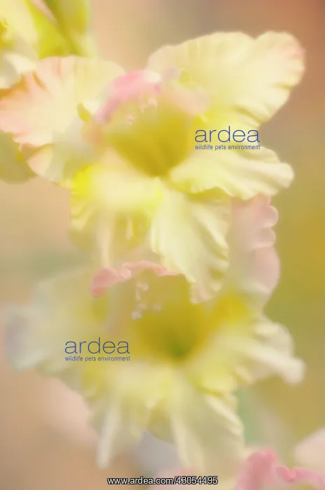 : Gladiolus : Gladiolus