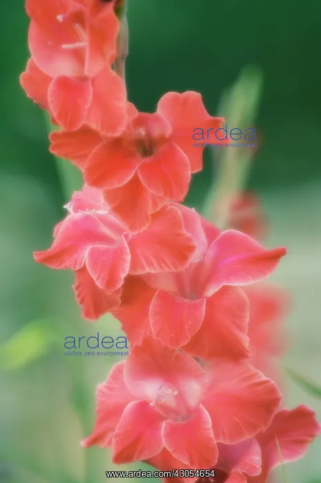 : Gladiolus : Gladiolus