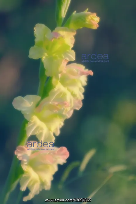 : Gladiolus : Gladiolus