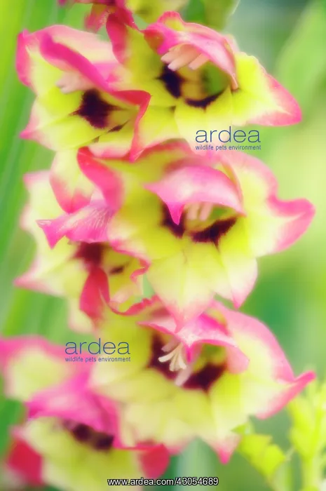: Gladiolus : Gladiolus