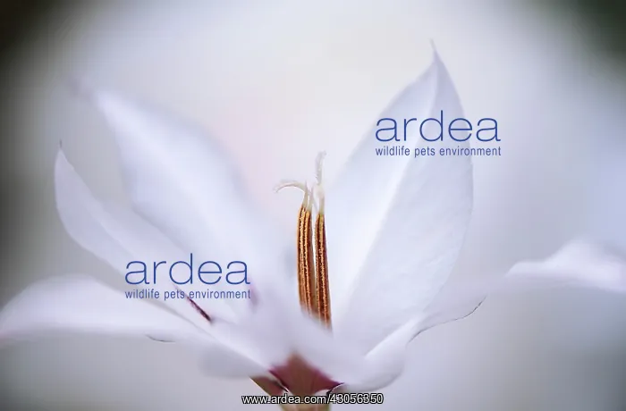 : Gladiolus, Abssynian sword lily, Gladiolus callianthus : Gladiolus, Abssynian sword lily, Gladiolus callianthus