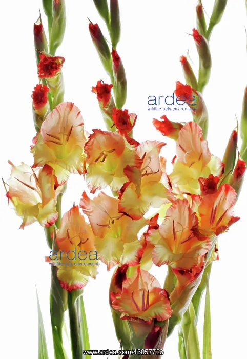 : Gladiolus : Gladiolus