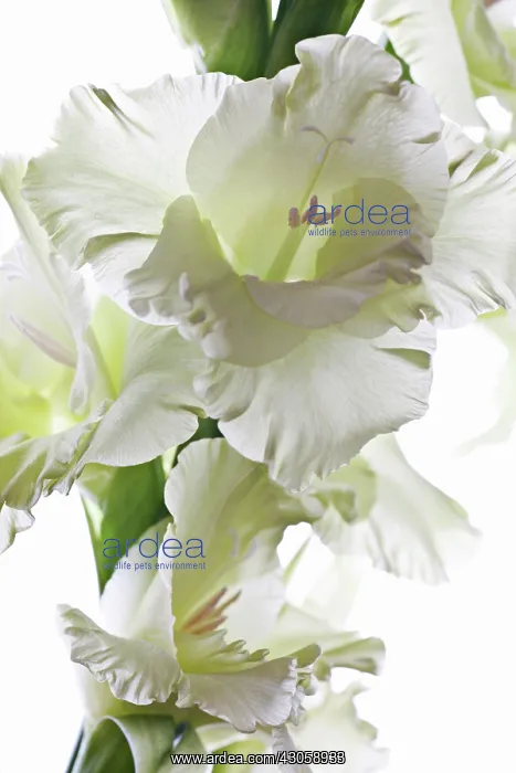: Gladiolus, Gladiolus White prosperity : Gladiolus, Gladiolus White prosperity