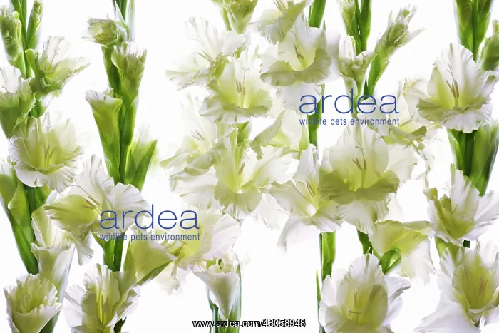 : Gladiolus, Gladiolus White prosperity : Gladiolus, Gladiolus White prosperity