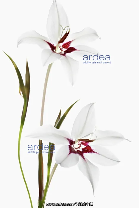 : Gladiolus, Gladiolus callianthus, Abyssinian sword lily : Gladiolus, Gladiolus callianthus, Abyssinian sword lily