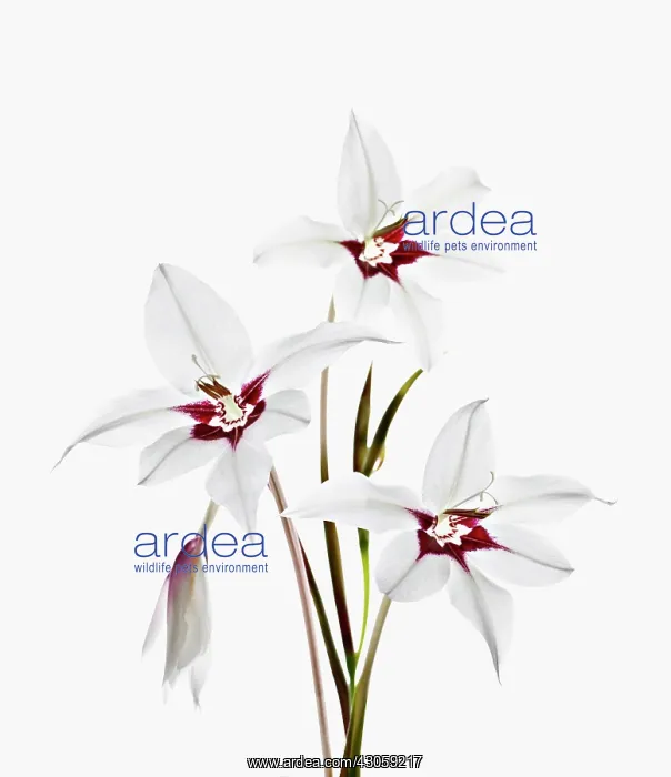 : Gladiolus, Gladiolus callianthus, Abyssinian sword lily : Gladiolus, Gladiolus callianthus, Abyssinian sword lily