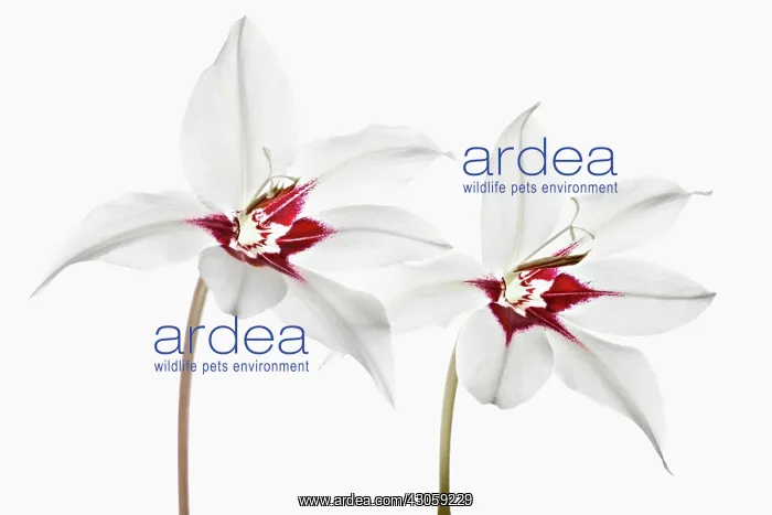 : Gladiolus, Gladiolus callianthus, Abyssinian sword lily : Gladiolus, Gladiolus callianthus, Abyssinian sword lily