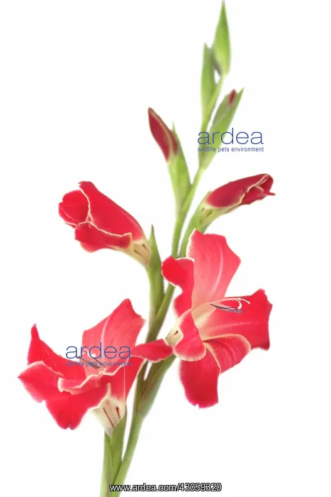 : Gladiolus. Gladiolus : Gladiolus. Gladiolus