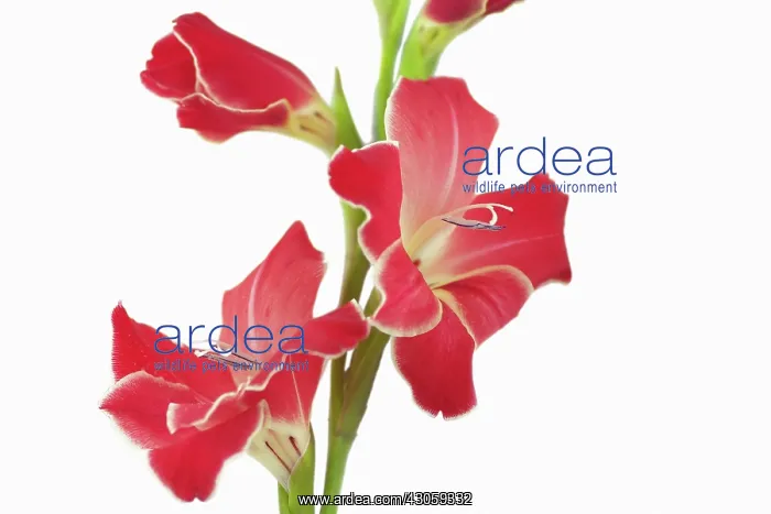 : Gladiolus. Gladiolus : Gladiolus. Gladiolus