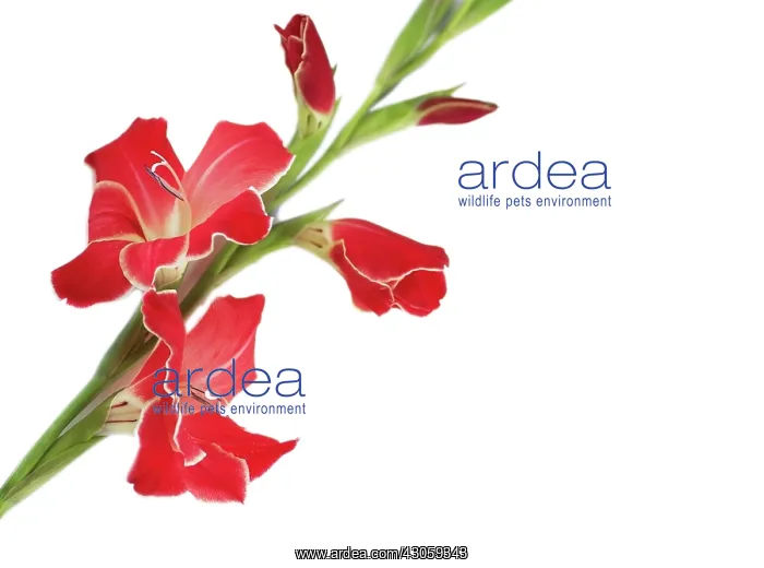 : Gladiolus. Gladiolus : Gladiolus. Gladiolus