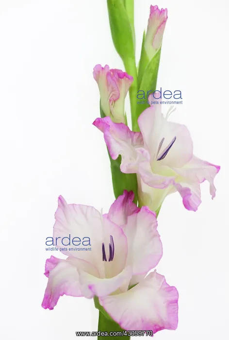 : Gladiolus : Gladiolus