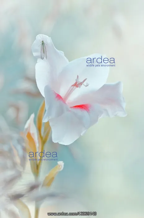 : Gladiolus. Lacewing, Chrysopa perla on white petal of Gladiolus cultivar : Gladiolus. Lacewing, Chrysopa perla on white petal of Gladiolus cultivar