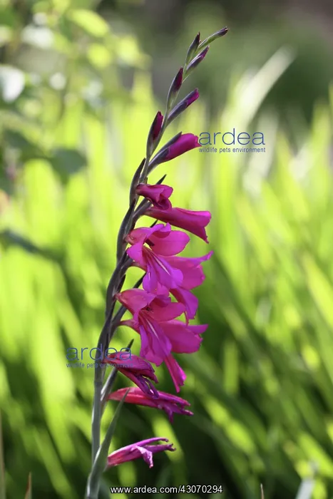 : Gladiolus, Field gladiolus, Gladiolus : Gladiolus, Field gladiolus, Gladiolus