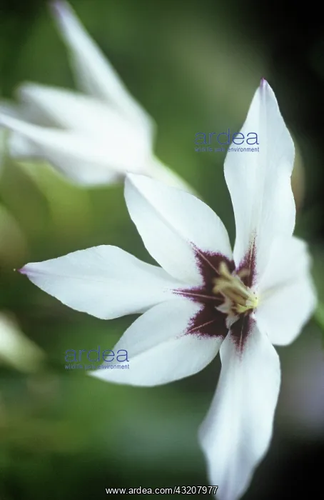 : Gladiolus, Abssynian sword lily, Gladiolus callianthus : Gladiolus, Abssynian sword lily, Gladiolus callianthus