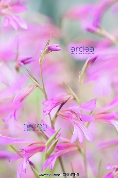 : Gladiolus cultivar, Gladiolus, Field gladiolus, Pink, Perenn : Gladiolus cultivar, Gladiolus, Field gladiolus, Pink, Perenn