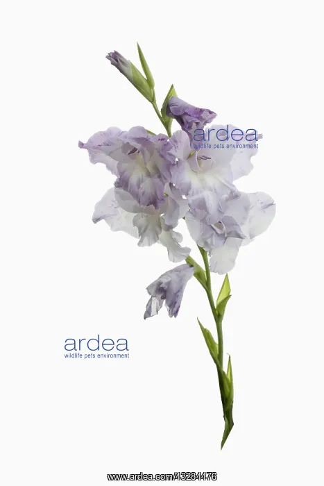 : Gladiolus, Gladiolus cultivar, Mauve subject, White : Gladiolus, Gladiolus cultivar, Mauve subject, White