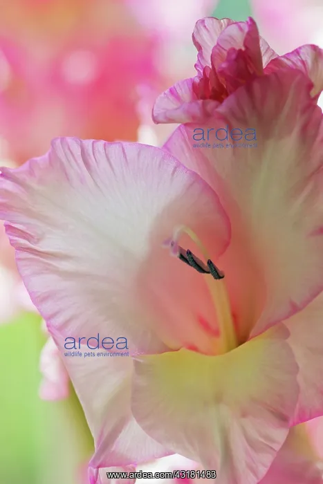 : Gladiolus, Gladiolus x hortulanus Priscilla, Close : Gladiolus, Gladiolus x hortulanus Priscilla, Close