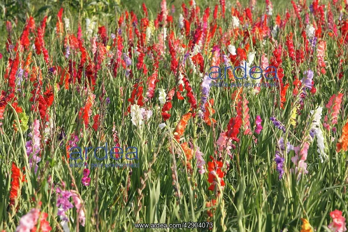 : Gladiolus - mass in field - cultivated : Gladiolus - mass in field - cultivated