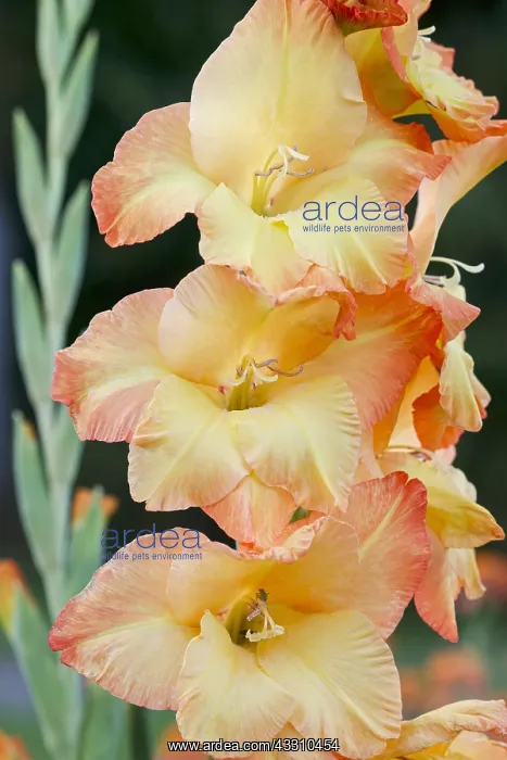 : Gladiolus - Princess Margaret Rose - Norfolk UK : Gladiolus - Princess Margaret Rose - Norfolk UK