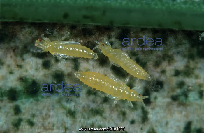 : Gladiolus thrips nymphs : Gladiolus thrips nymphs
