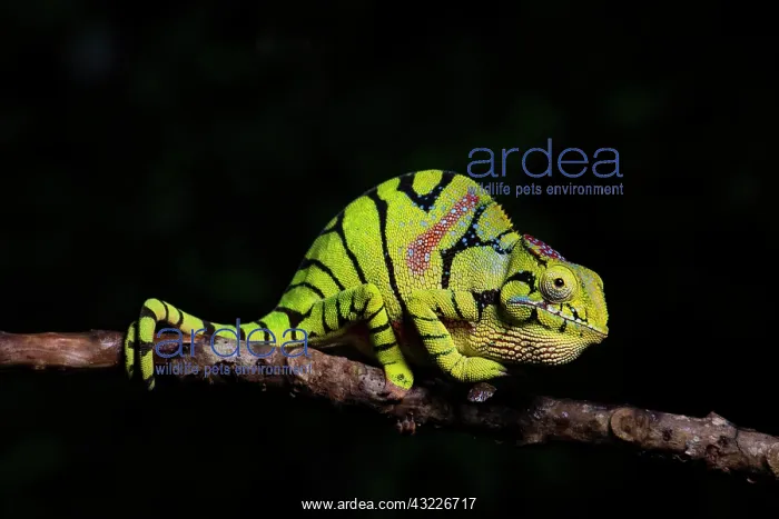: Glam-rock cham&, x4b25;on (Furcifer timoni), female : Glam-rock cham&, x4b25;on (Furcifer timoni), female