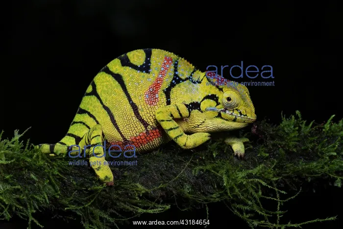 : Glamrock Chameleon (Furcifer timoni) in Amber Mountain : Glamrock Chameleon (Furcifer timoni) in Amber Mountain
