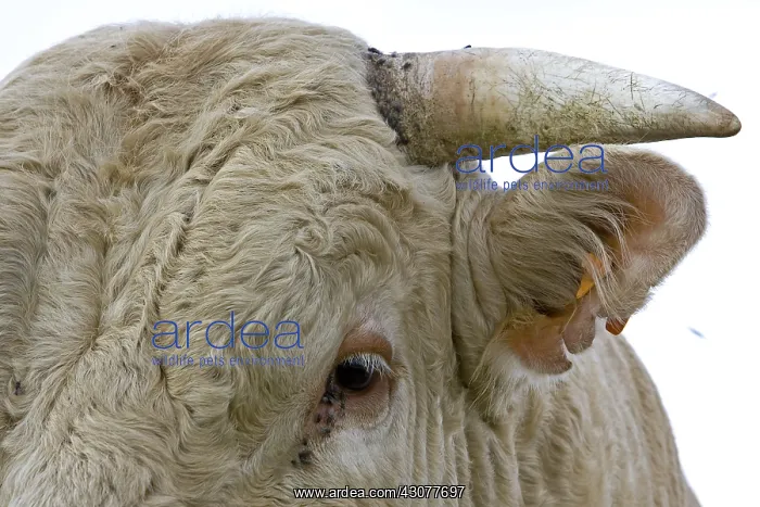 : Glance of a Bull race Charolaise Charolais France : Glance of a Bull race Charolaise Charolais France