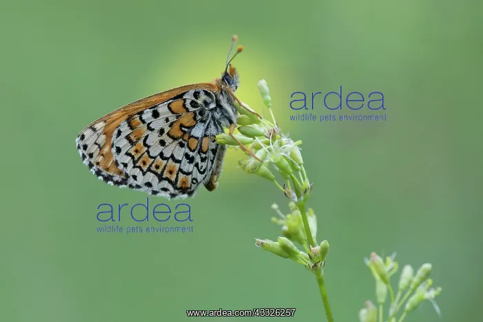 : Glanville Fritillary : Glanville Fritillary