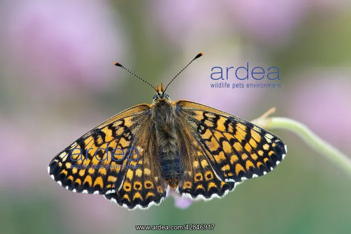 : Glanville Fritillary Butterfly : Glanville Fritillary Butterfly