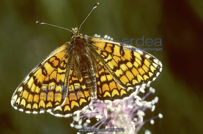 : Glanville Fritillary Butterfly : Glanville Fritillary Butterfly