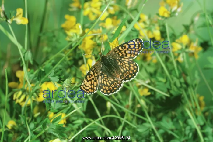 : Glanville Fritillary BUTTERFLY : Glanville Fritillary BUTTERFLY