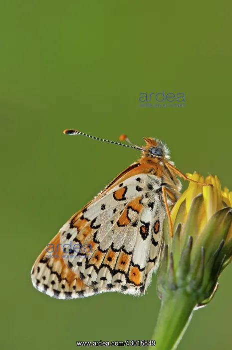  : Glanville Fritillary Butterfly