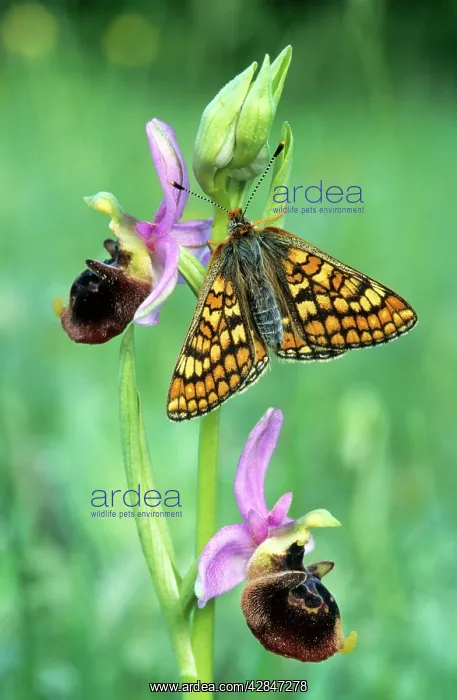 : Glanville Fritillary Butterfly - Late spider-orchid : Glanville Fritillary Butterfly - Late spider-orchid
