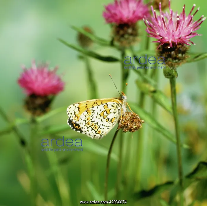: Glanville Fritillary BUTTERFLY - resting on flower : Glanville Fritillary BUTTERFLY - resting on flower