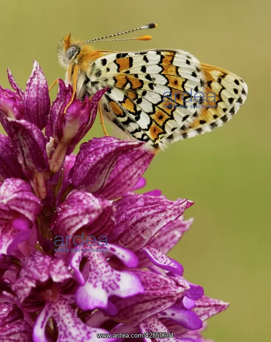 : Glanville Fritillary - on Lady Orchid (Orchis purpurea) : Glanville Fritillary - on Lady Orchid (Orchis purpurea)