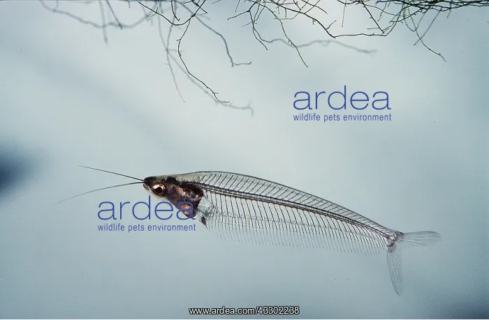 : GLASS CATFISH : GLASS CATFISH