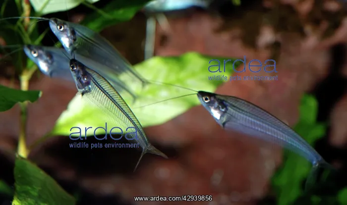 : Glass Catfish / X-ray fish : Glass Catfish / X-ray fish