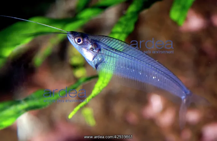 : Glass Catfish / X-ray fish : Glass Catfish / X-ray fish
