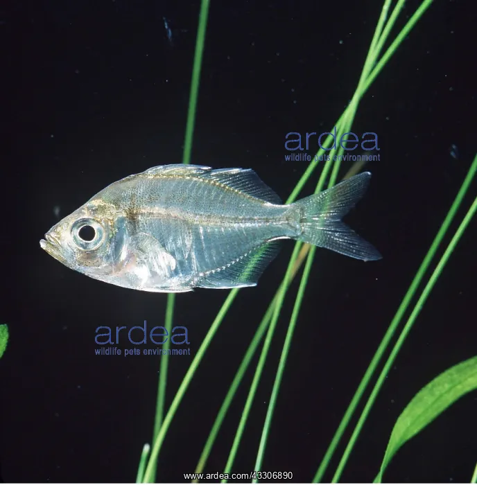 : GLASS FISH (CENTROPOMIDAE) : GLASS FISH (CENTROPOMIDAE)