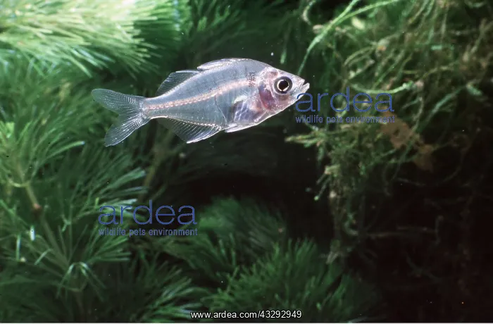 : GLASS FISH / CHANDA LALA : GLASS FISH / CHANDA LALA