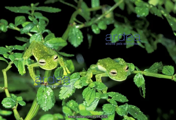 : Glass Frog : Glass Frog