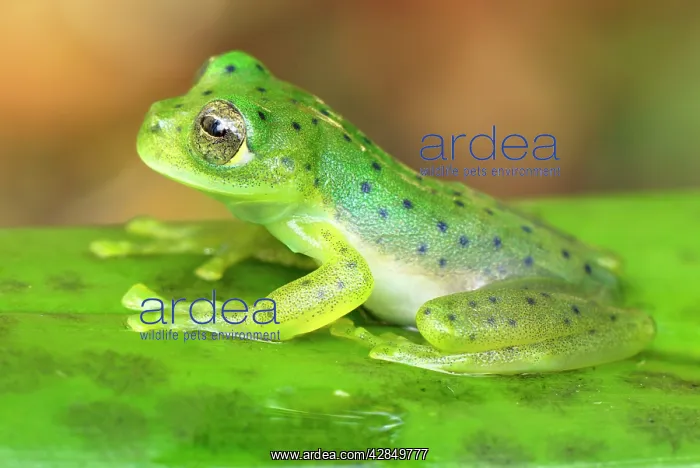 : Glass Frog : Glass Frog